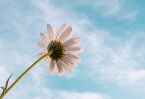 樱花影院入口实际体验怎么样实测结果：真实用户反馈（2025版），樱花影视下载最新版本